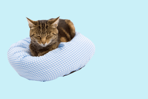 Cat Beds & Furniture