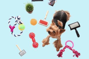 Dog Accessories