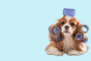 Dog Grooming