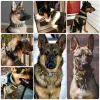 Tactical Police Dog Collar Military Adjustable Durable Nylon German Shepard For Medium Large Walking Training Pet Accessories - Image 6